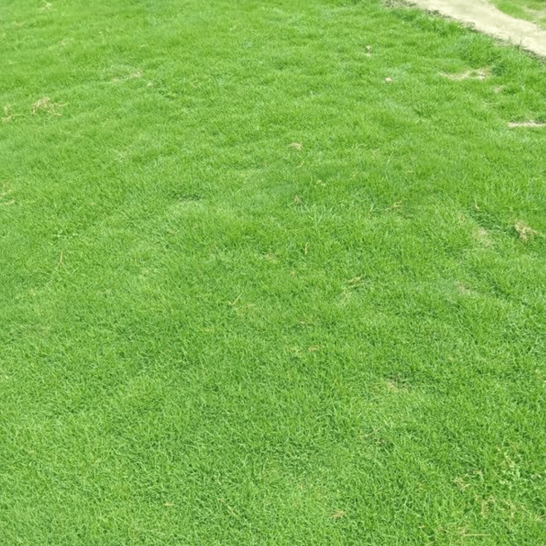 Bermuda Grass - Hybrid Seeds