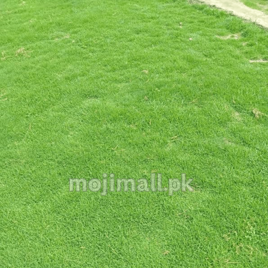 Neatly cut green lawn with a pale path along the edge illustrates Bermuda grass seeds from Moji Mall in Pakistan