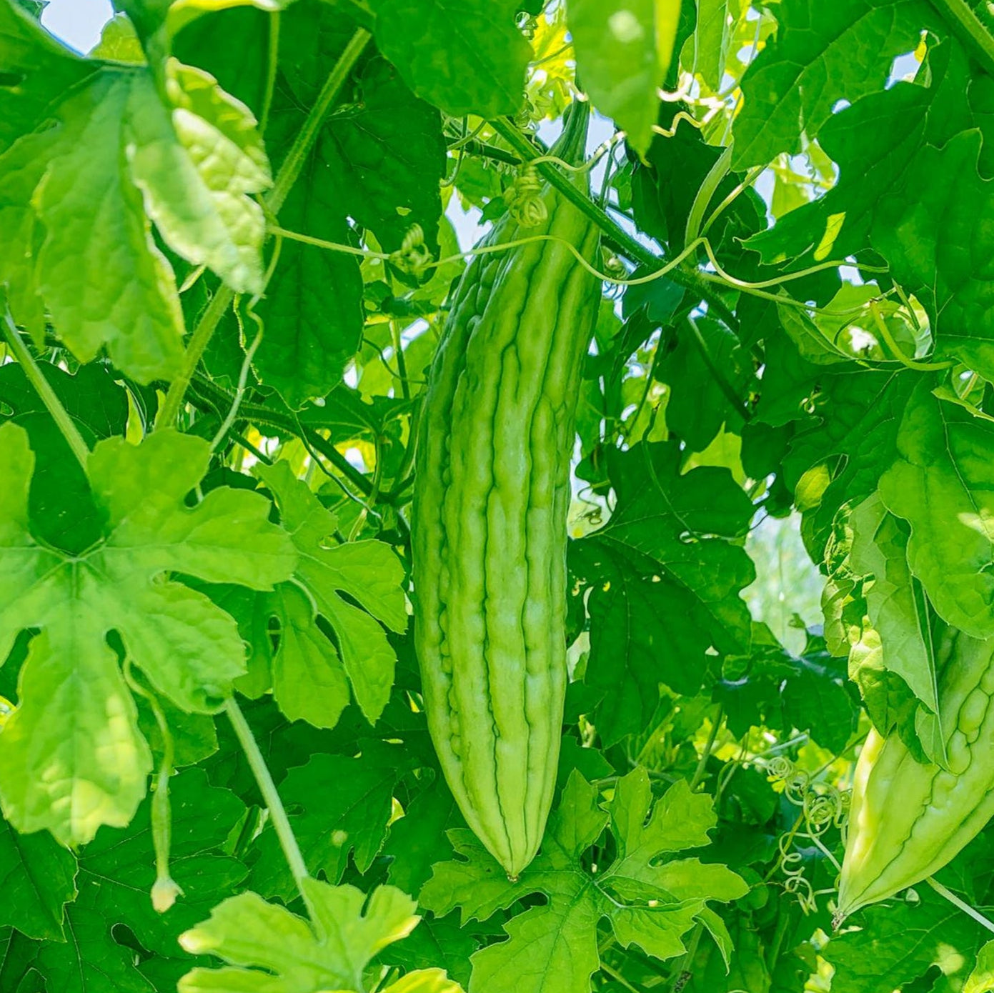 Bitter Gourd (Karela) on the plant, grown from high-quality seeds from Mojimall, ready for harvest with its nutritious, bitter flavor.
