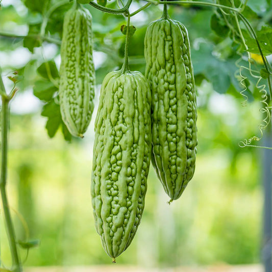Desi Bitter Gourd (Karela) from Pakistan, grown from premium seeds at Mojimall, offering a bitter yet nutritious vegetable for your meals.