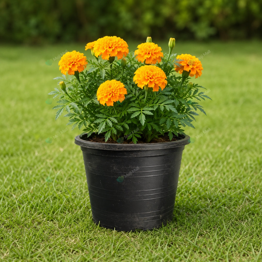 5 Inch Black Plastic Nursery Pots