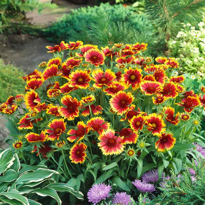 Gaillardia Aristata (Blanket Flower) - Mix - 40+ Seeds