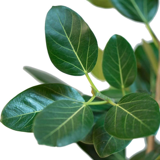 Bod (Banyan Fig / Bargad / بوڈ) – Tree Seeds