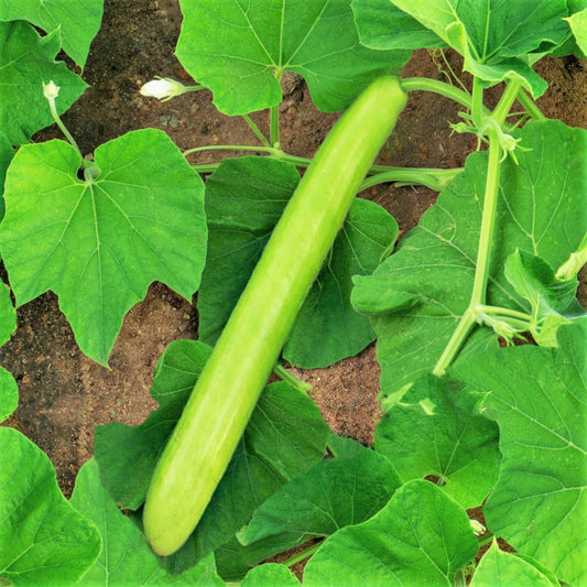 F1 hybrid bottle gourd showing strong growth and uniformity, known for its high yield and disease resistance.