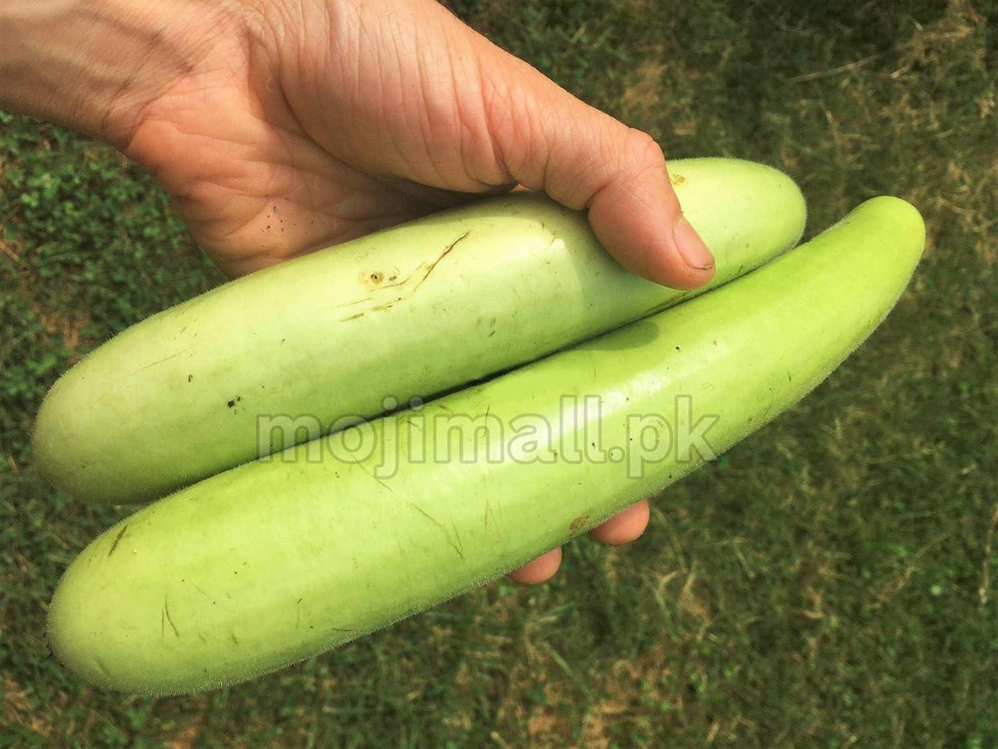 Fresh F1 hybrid bottle gourd recently harvested, with flawless skin and perfect shape for immediate consumption.
