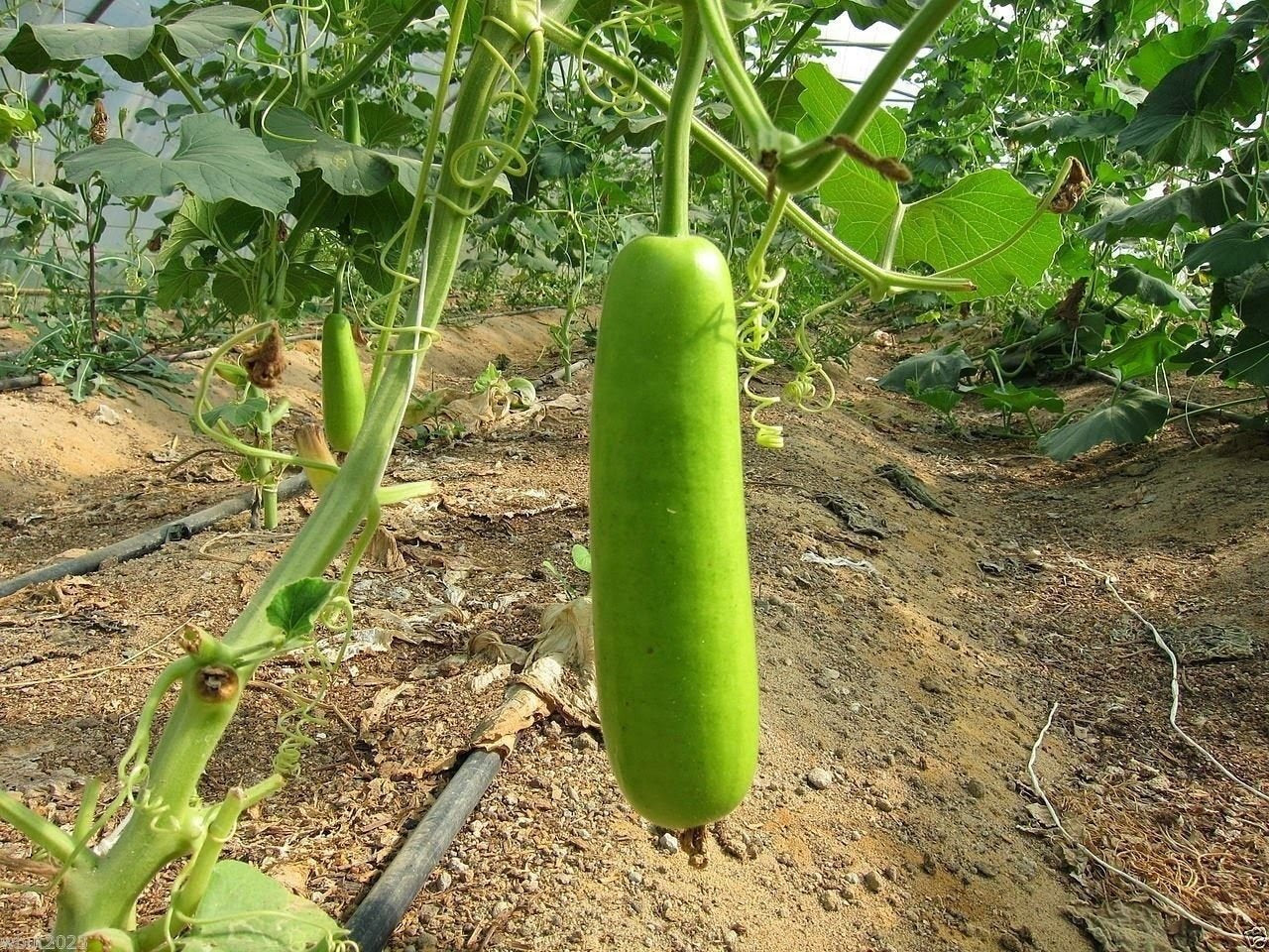 Fresh bottle gourd growing on the plant in a vibrant farm, surrounded by healthy green leaves.