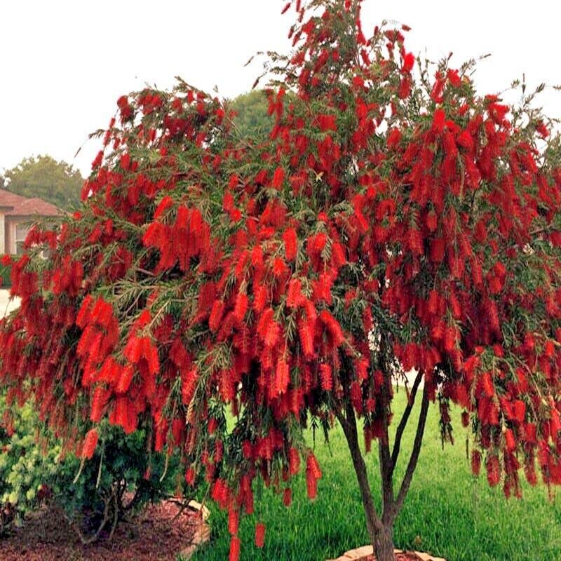 Bottle Bursh - 300+ Tree Seeds