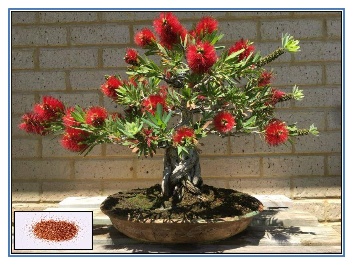 Bottle Bursh - 300+ Tree Seeds
