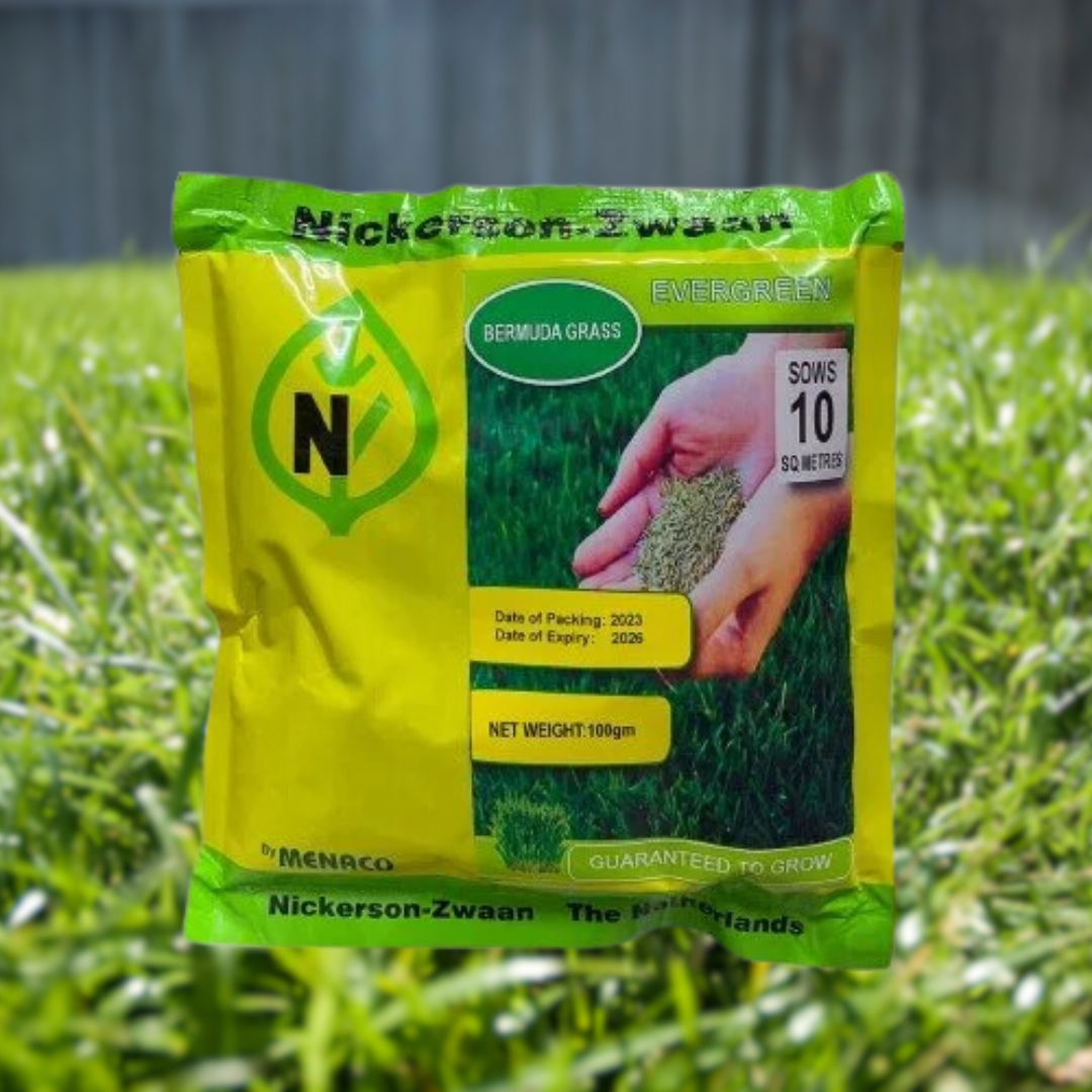 Bermuda Grass - Hybrid Seeds