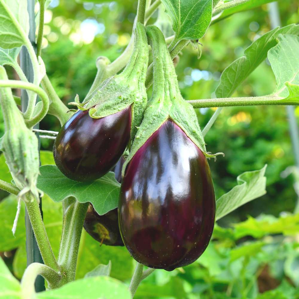 Brinjal Round (Baigan, بینگن) - F1 Hybrid - Seeds