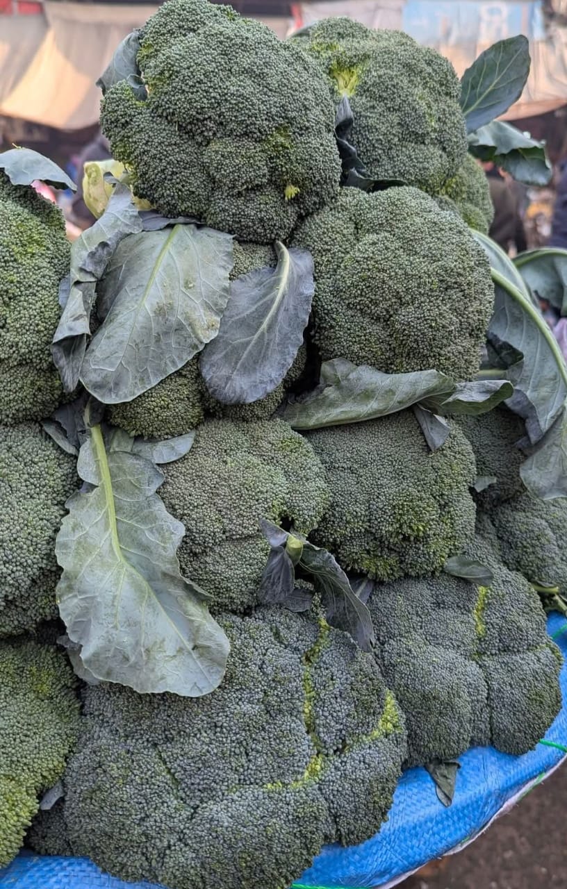 Broccoli (بروکلی) – F1 Hybrid 25+ Seeds