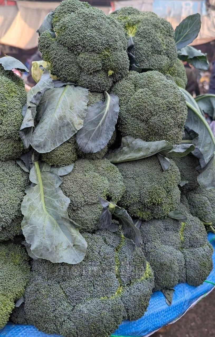 Broccoli (بروکلی) – F1 Hybrid 25+ Seeds-Moji Mall