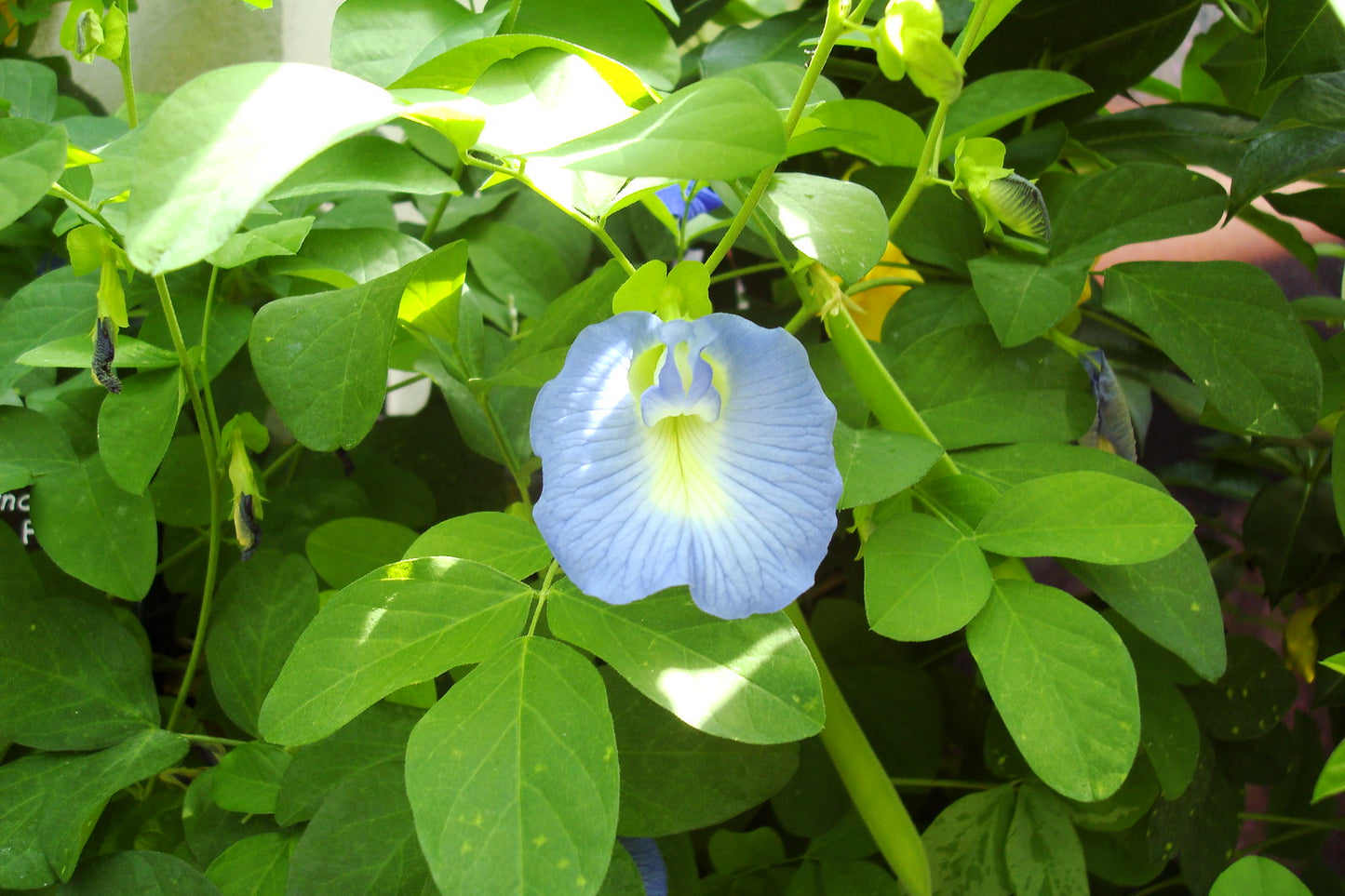 Butterfly Pea (Light Blue) Creeper – 10 Seeds