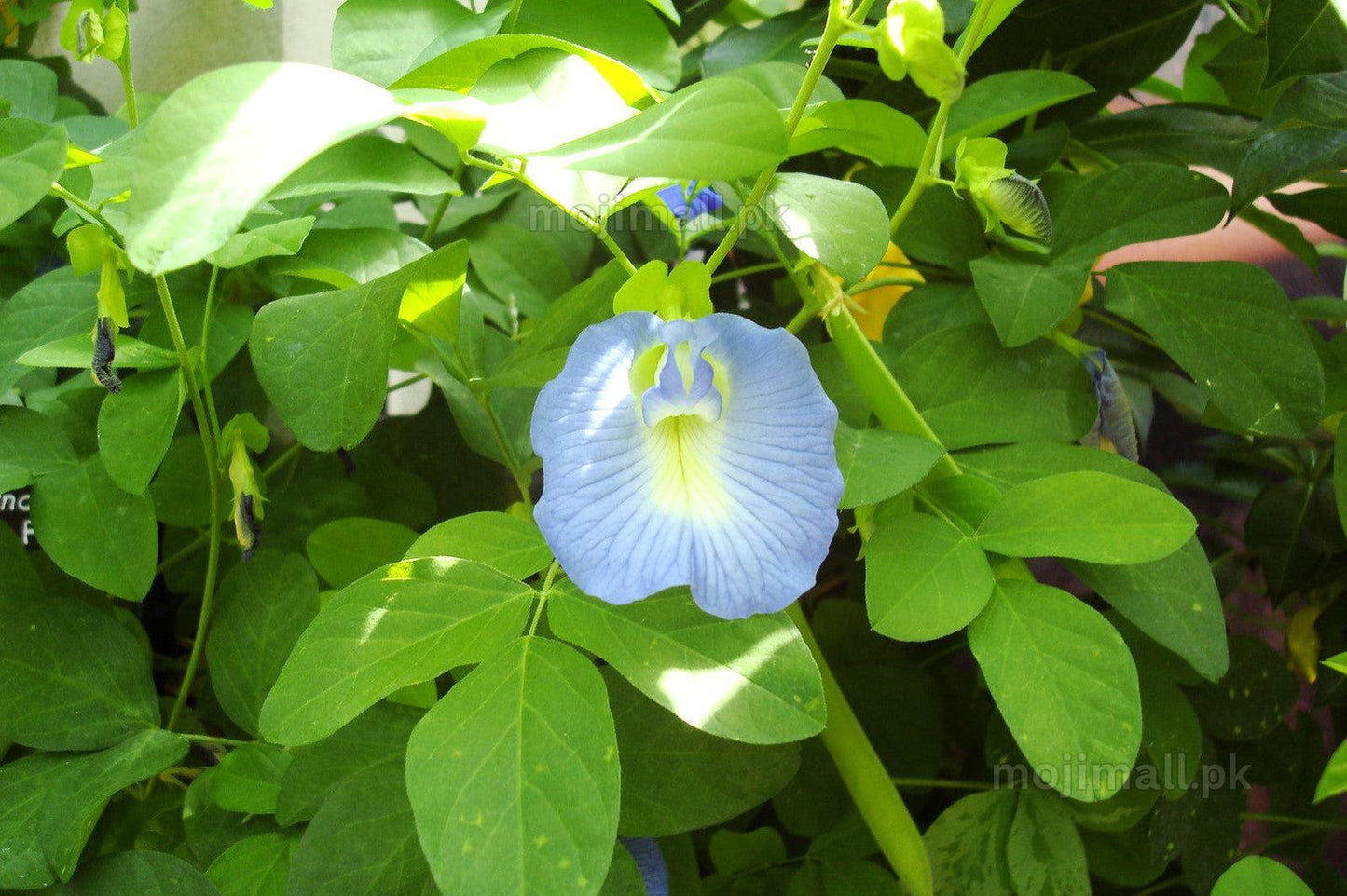 Light Blue Butterfly Pea climbing vine covered with delicate light blue blooms, grown from premium seeds in Pakistan by Moji Mall.