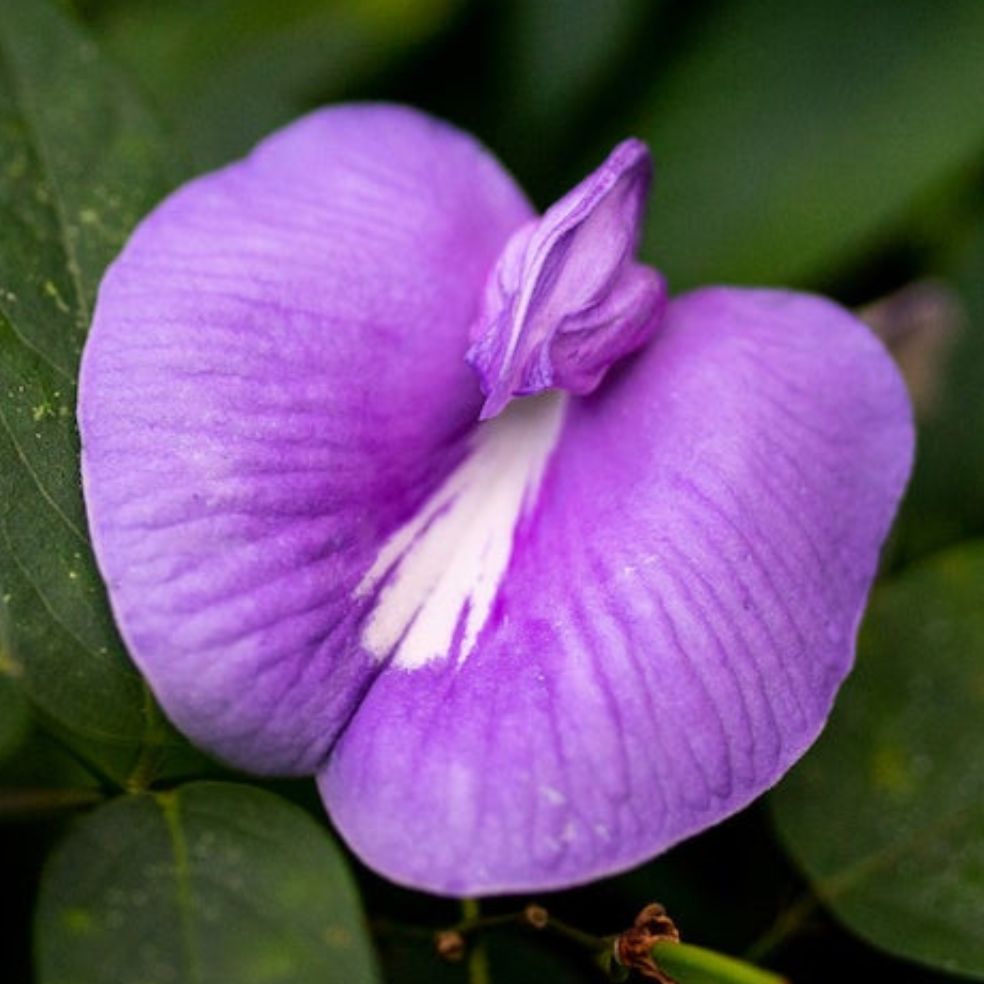 Butterfly Pea (Purple) Creeper – 10 Seeds