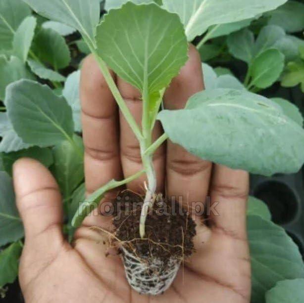 Cabbage (دیسی بند گوبھی کے بیج) – 70+ Seeds-Moji Mall