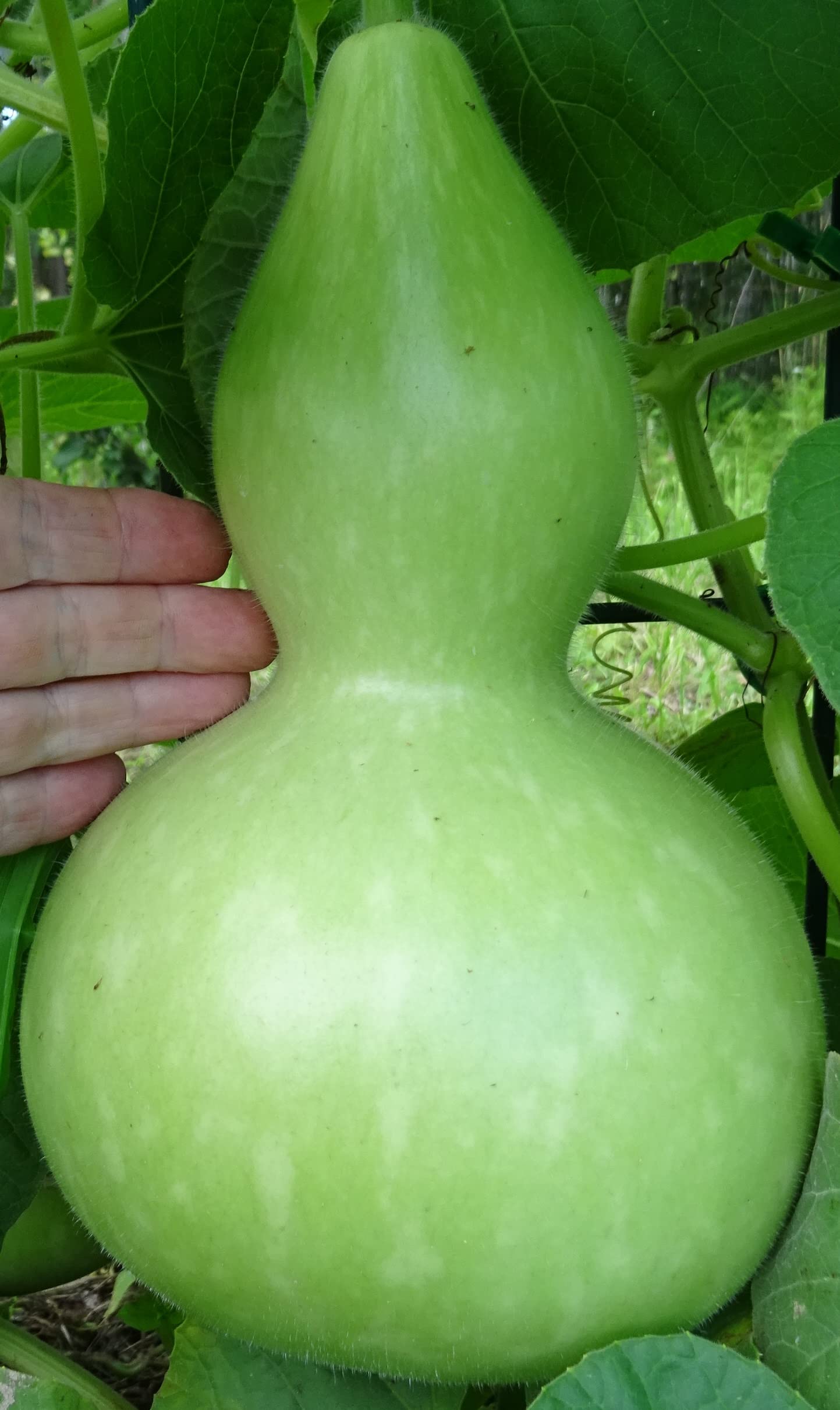 Calabash Gourd (لٹو کدو کے بیج) – 20+ Seeds