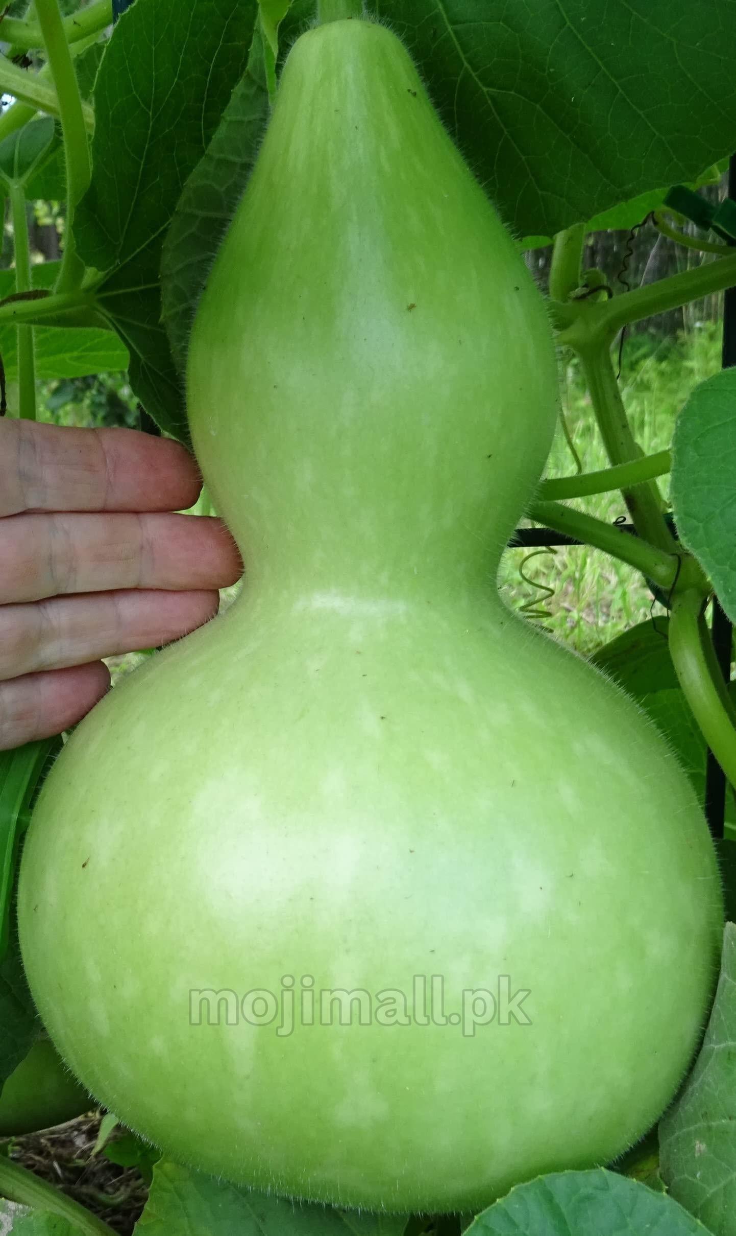 Calabash Gourd (لٹو کدو کے بیج) – 20+ Seeds-Moji Mall
