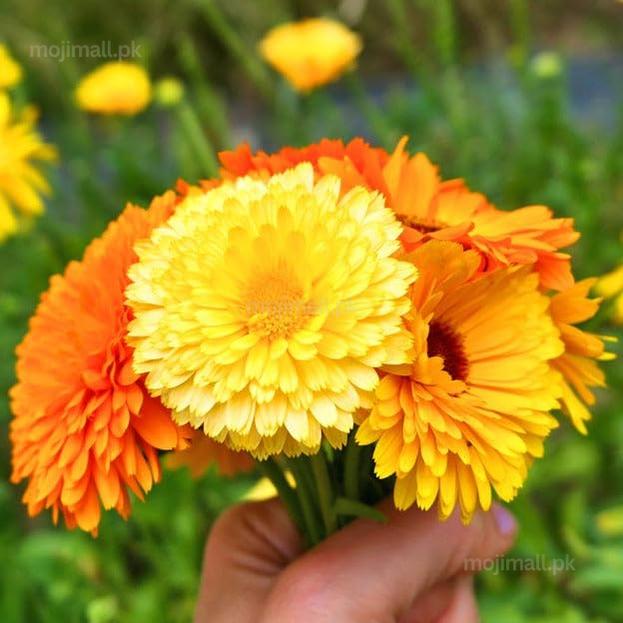 Calendula (گل اشرفی) – 30+ Seeds (WINTER)-Moji Mall