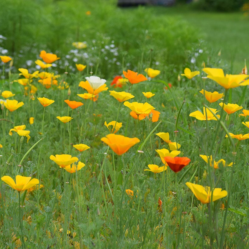 Field of california poppy flowers with a blurred green background