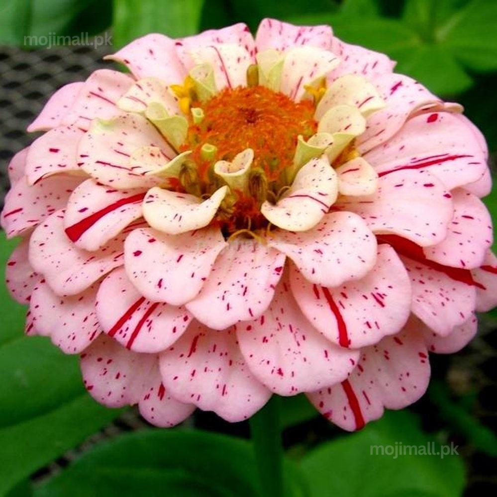 Zinnia (Candy Stripe) Mix – 20+ Seeds-Moji Mall