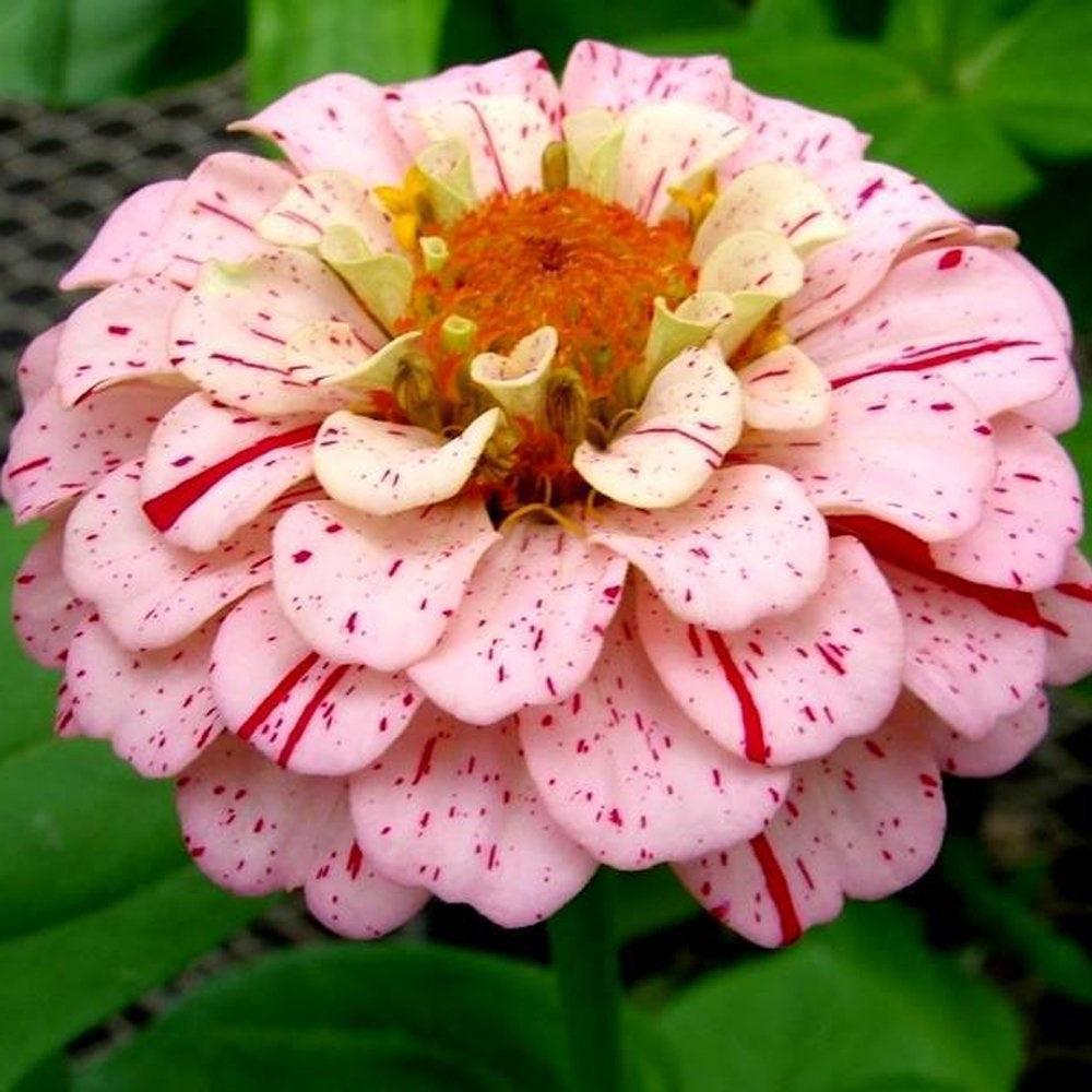 Zinnia (Candy Stripe) Mix – 20+ Seeds-Moji Mall