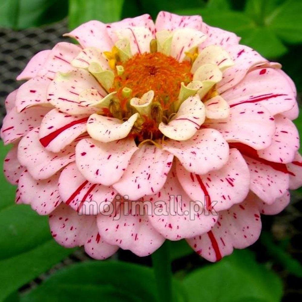 Zinnia (Candy Stripe) Mix – 20+ Seeds-Moji Mall