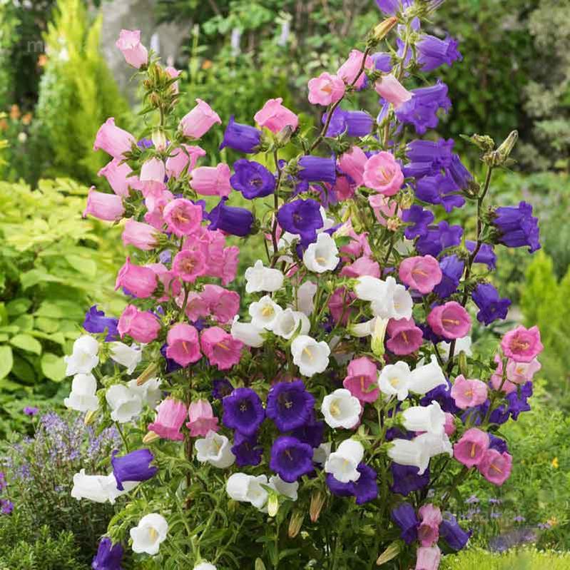 Campanula Mix – 150+ Seeds-Moji Mall