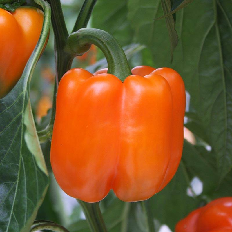 Orange bell pepper on a plant with green leaves