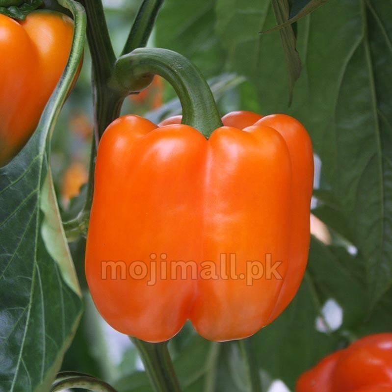 Orange bell pepper on a plant with green leaves