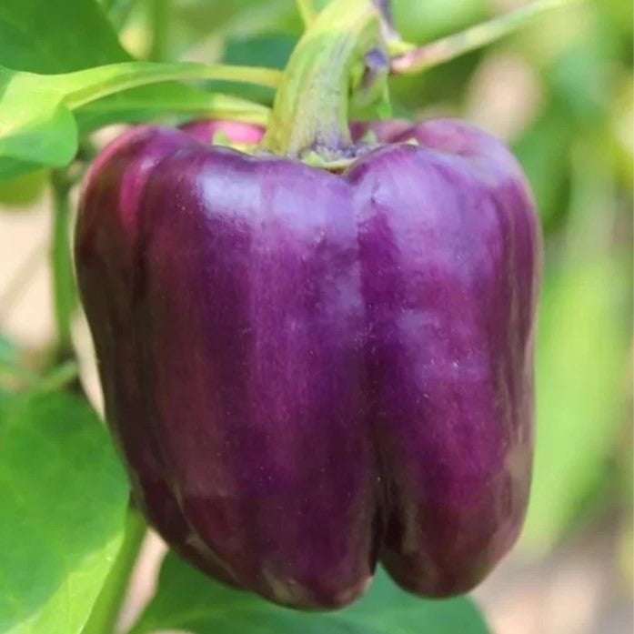 Capsicum Purple – F1 Hybrid 10 Seeds
