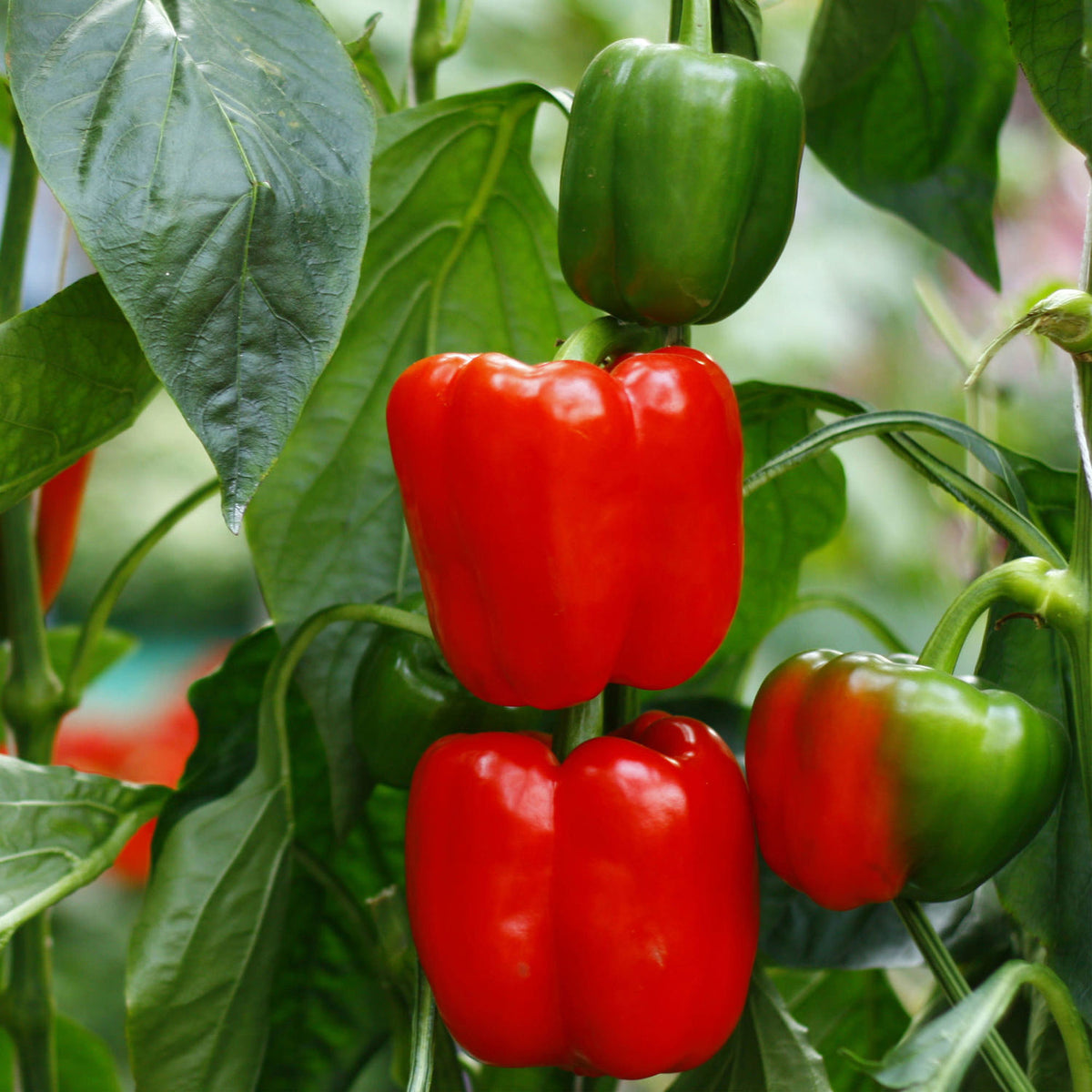 capsicum red seeds moji mall