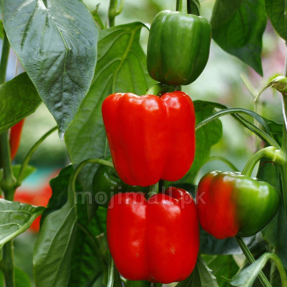 capsicum red seeds moji mall