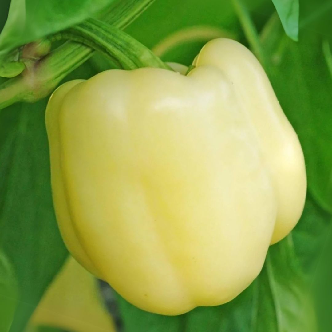 Capsicum White – F1 Hybrid 10 Seeds