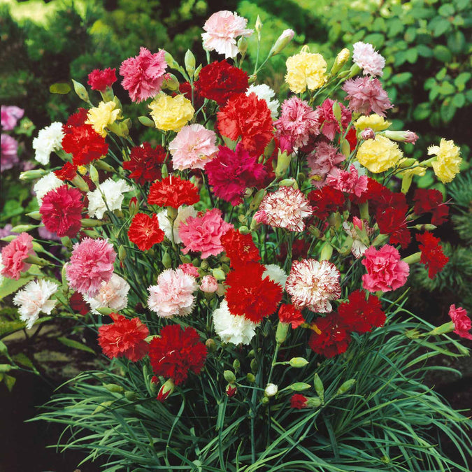 Carnation (گل لہمی) – 50+ Seeds