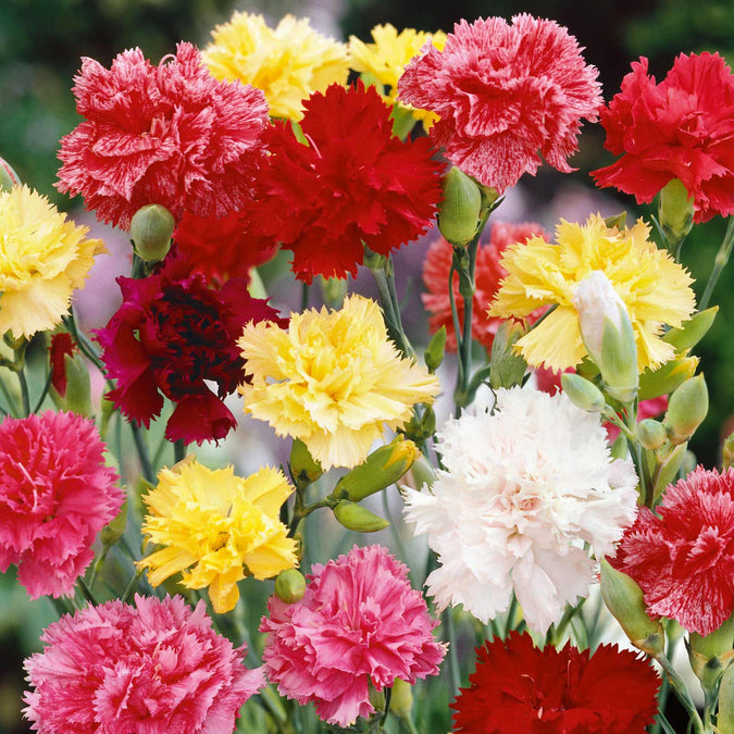 Carnation (گل لہمی) – 50+ Seeds