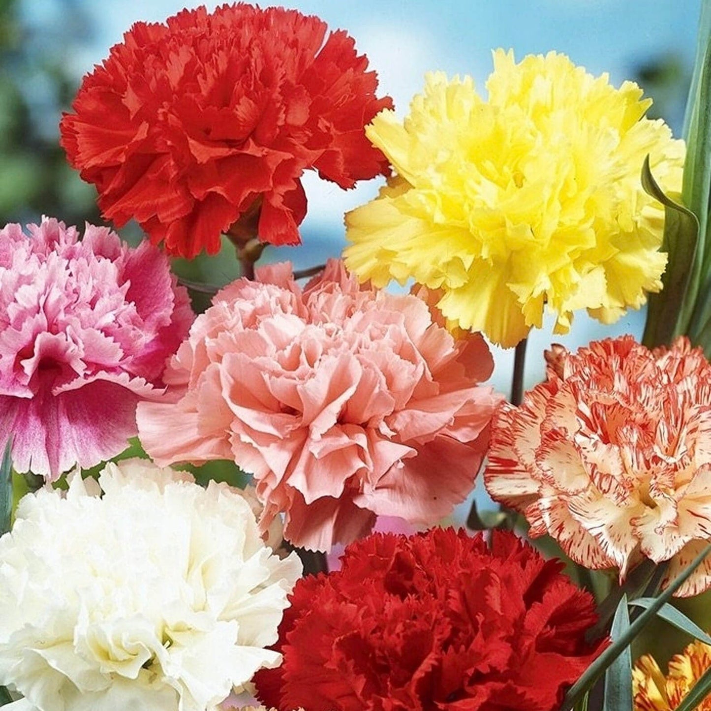 Bouquet of colorful carnations with red, yellow, pink, and white flowers.