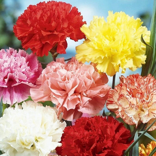 Bouquet of colorful carnations with red, yellow, pink, and white flowers.