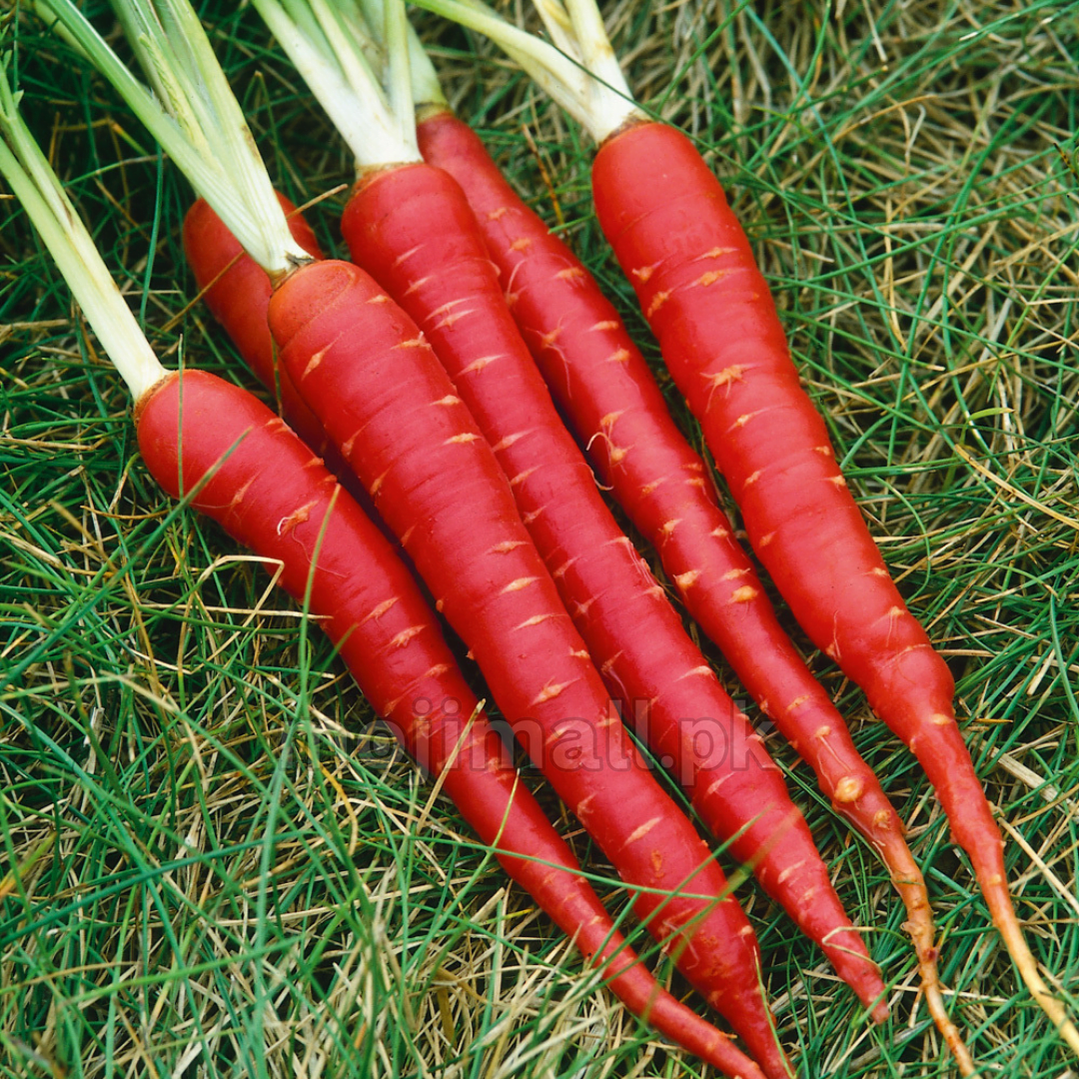 Carrot (دیسی گاجر کے بیج) – 300+ Seeds-Moji Mall