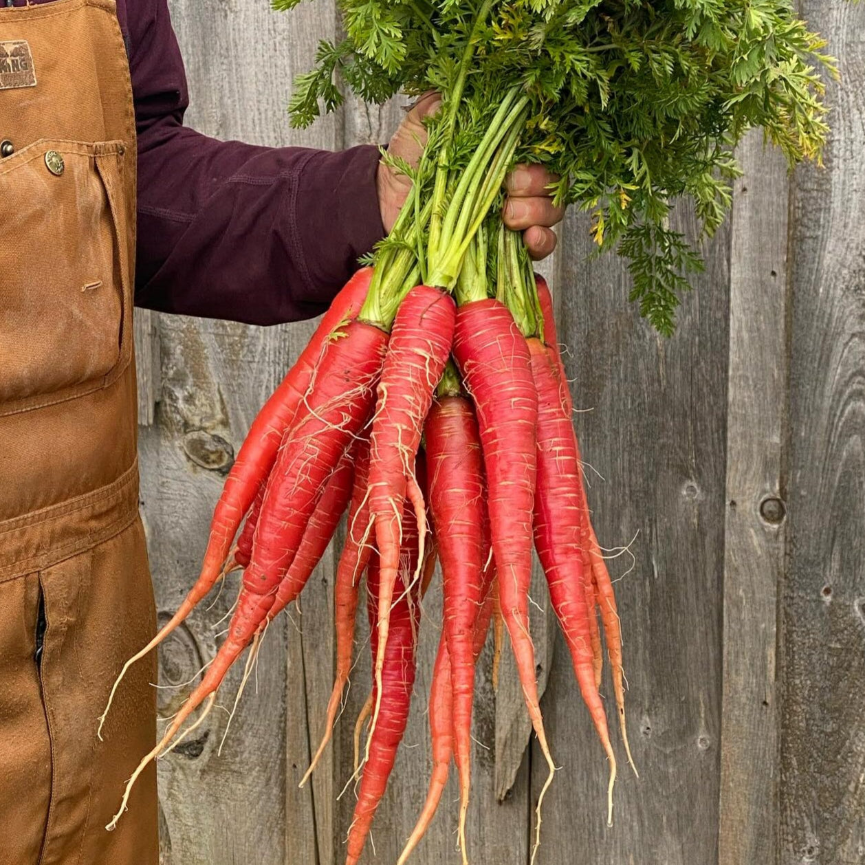 Freshly picked red carrots, grown from seeds, showcasing vibrant color and crisp texture, ready for meal.