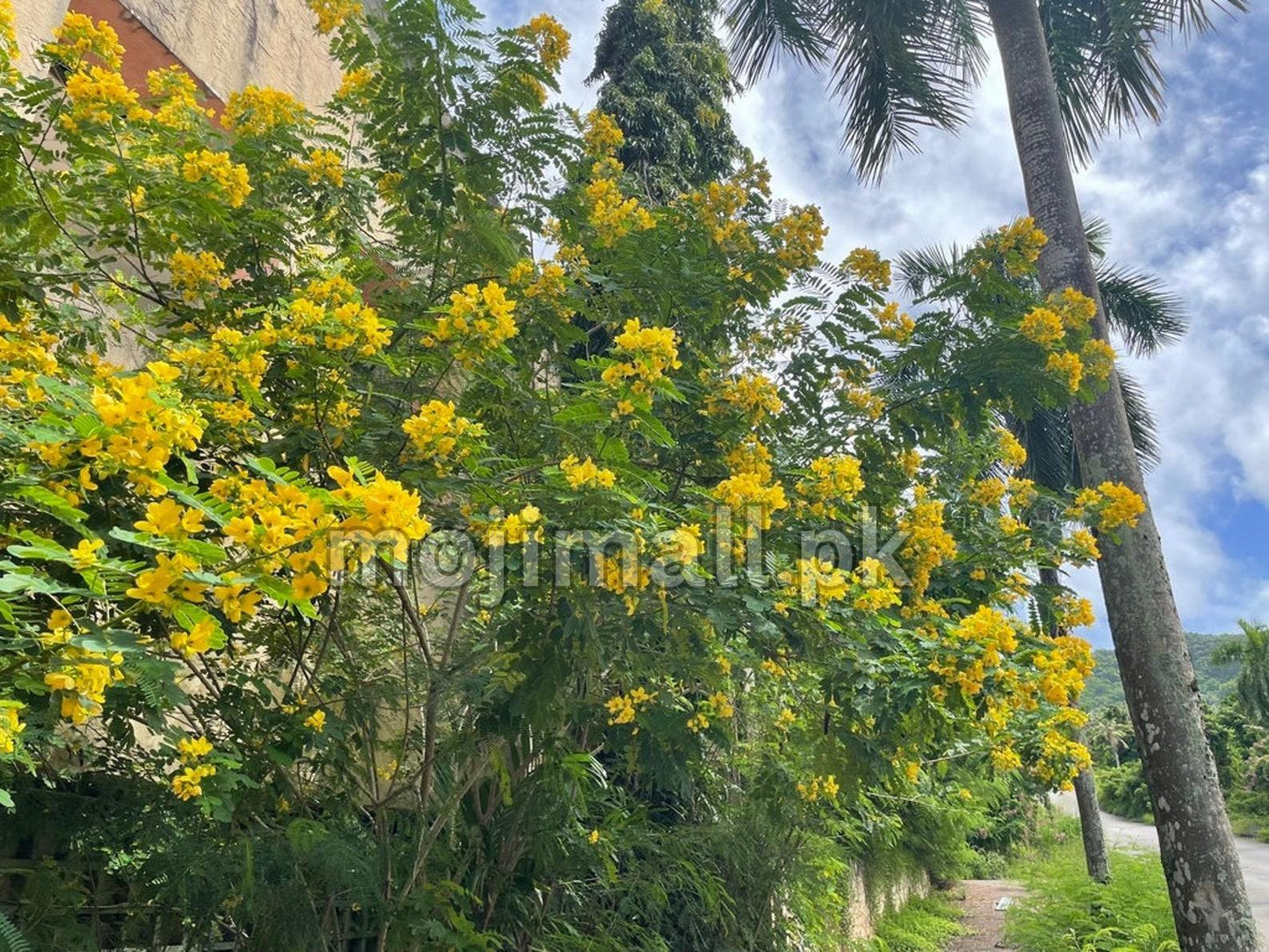Cassia Glauca – 50+ Tree Seeds-Moji Mall Pakistan