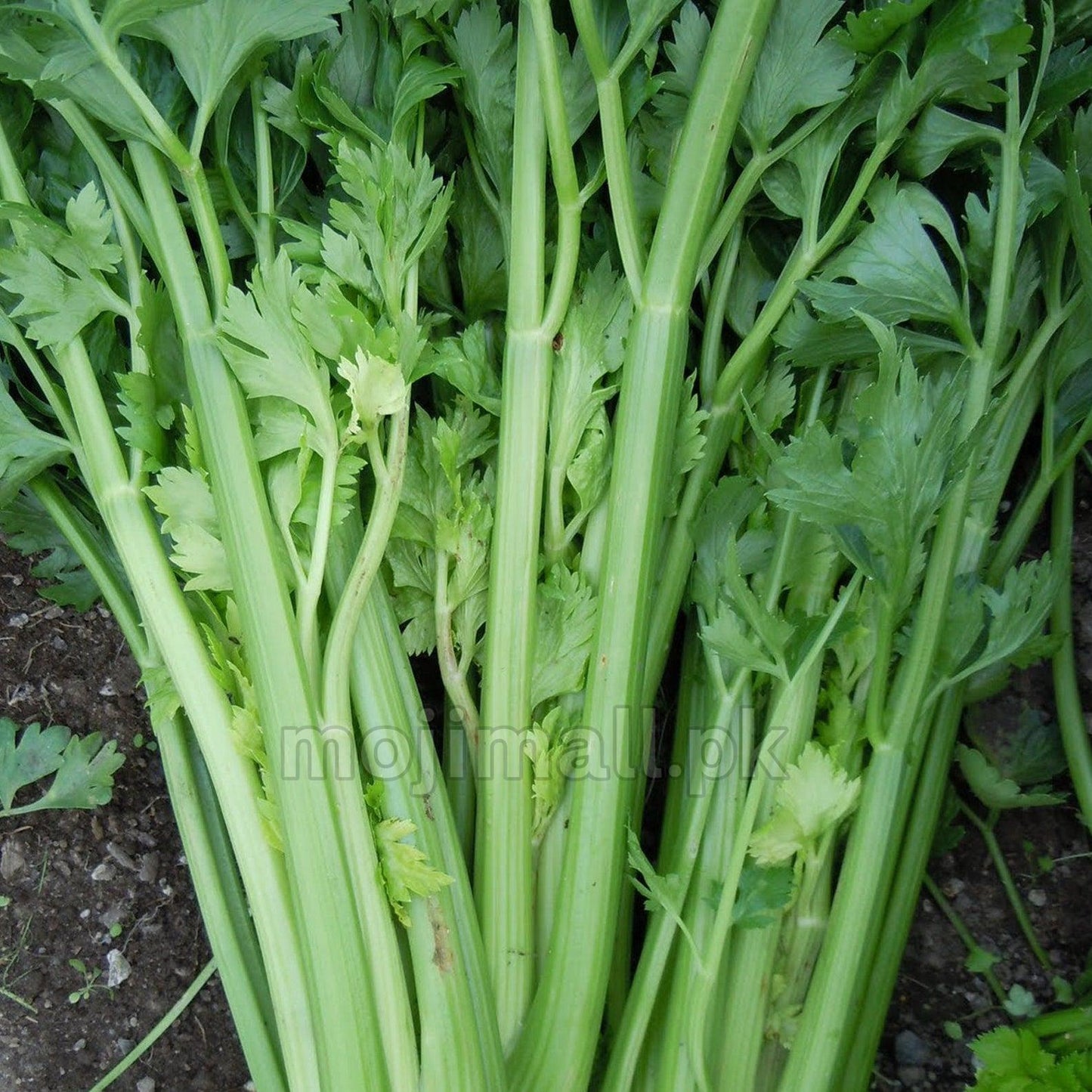 Freshly picked celery stalks on the ground, grown from top-quality seeds from Mojimall, perfect for adding a crisp texture to your meals.