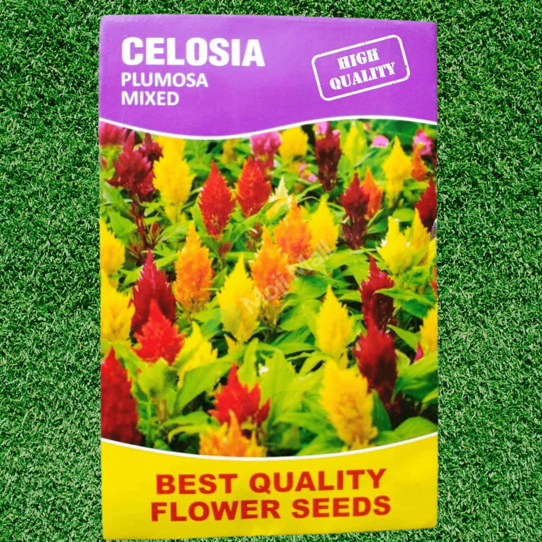 Celosia Plumosa Mix – 70+ Seeds (SUMMER)