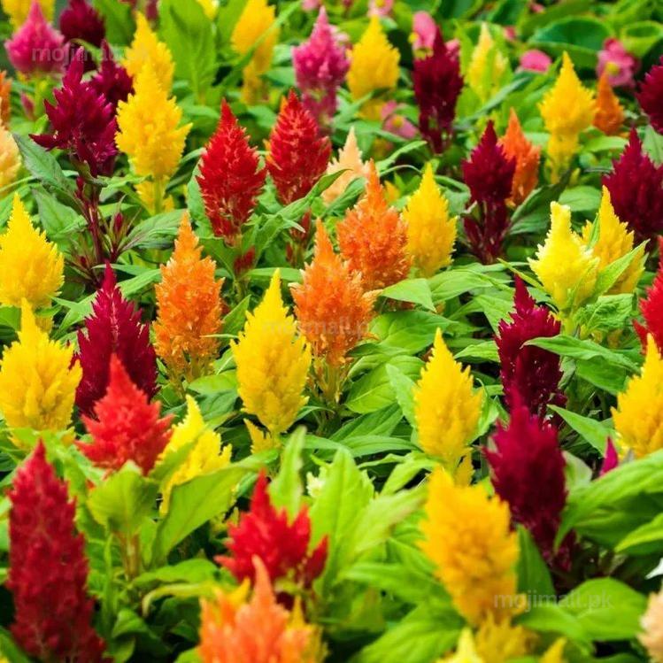 Celosia Plumosa Mix – 70+ Seeds-Moji Mall