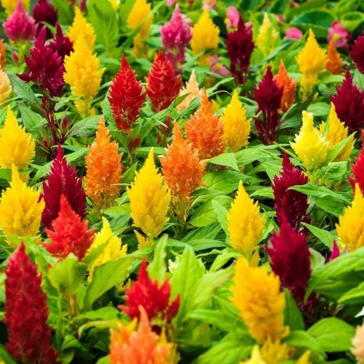Celosia Plumosa Mix – 70+ Seeds-Moji Mall