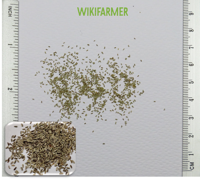 Chamomile (گل بابونه کے بیج) – 100+ Seeds