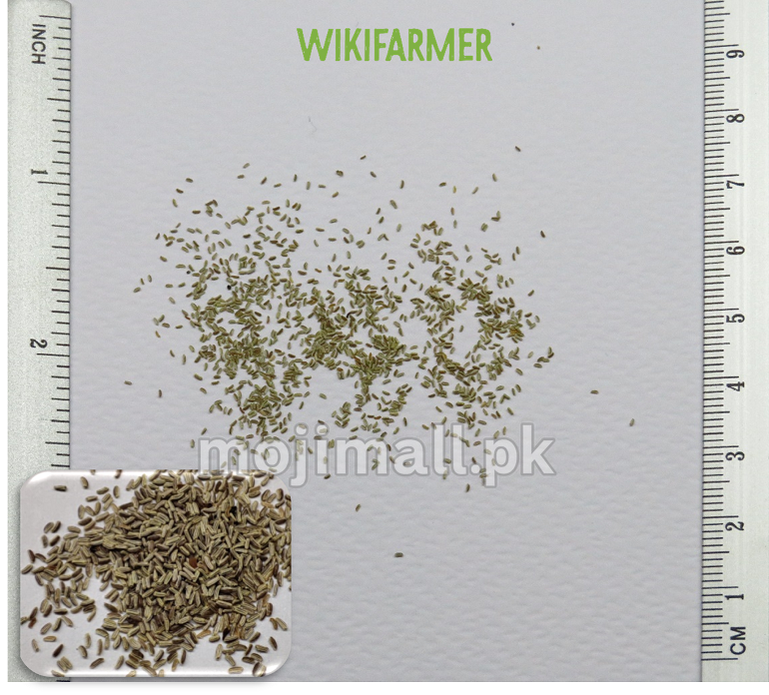 Chamomile (گل بابونه) – 100+ Seeds-Moji Mall