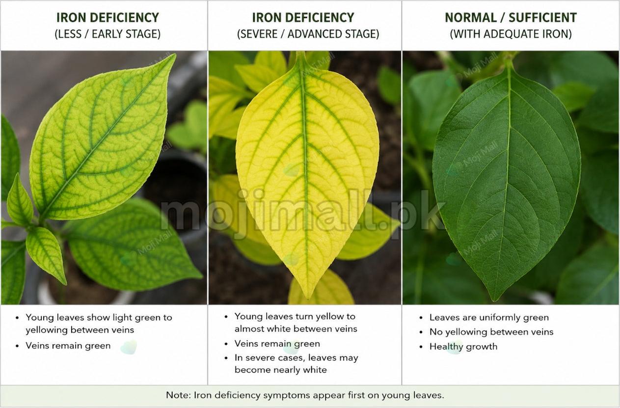 Chelated Iron – Fix Iron Deficiency Fast-Moji Mall
