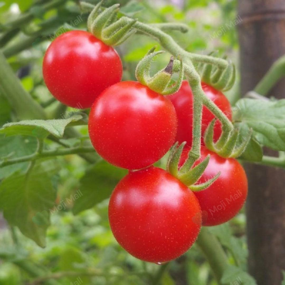 Tomato Cherry (Red) – 25+ Seeds-Moji Mall Pakistan