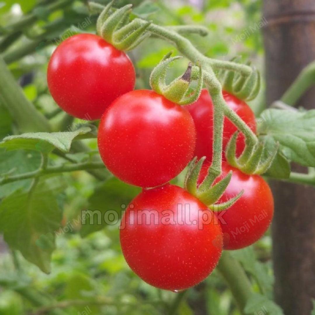 Tomato Cherry (Red) – 25+ Seeds-Moji Mall Pakistan